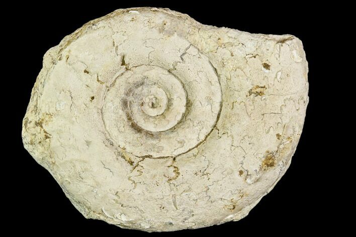 Fossil Ammonite (Hildoceras)- England #110826